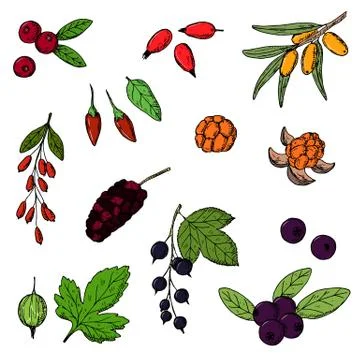 Berries. Vector cartoon illustrations. Isolated objects on white. Stock Illustration