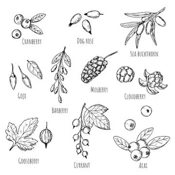 Berries. Vector cartoon illustrations. Isolated objects on a white background Stock Illustration