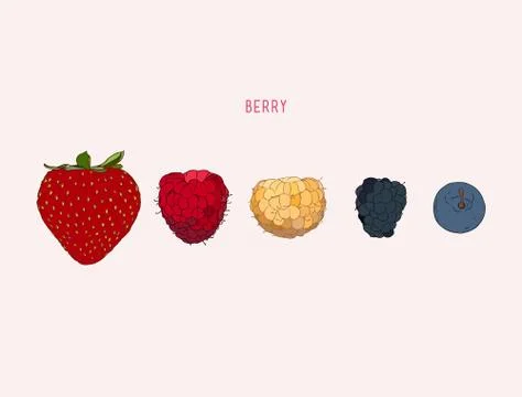 Berries. Vector hand drawn illustration Stock Illustration
