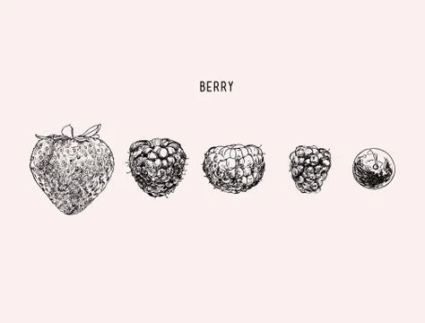 Berries. Vector hand drawn illustration Stock Illustration