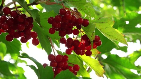 Berries of viburnum Stock Footage 106584725