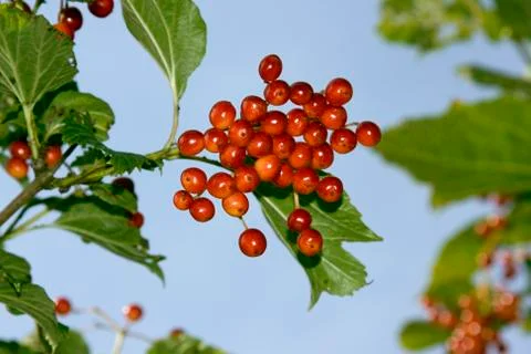 Berries of viburnum Stock Photos