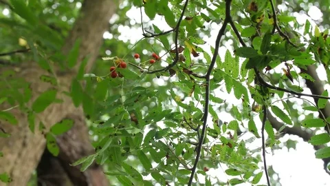 Berries (Vogelbeere) at a tree Stock Footage 78412750