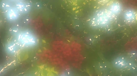 Berries of wild ash are in a blear kind Stock Footage 33596531