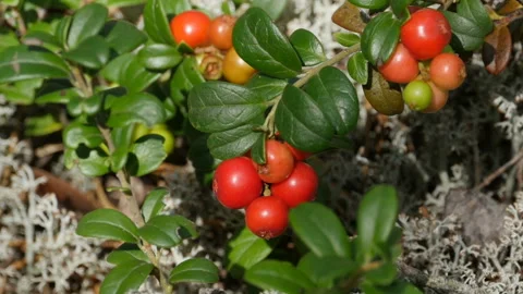 Berries of wild lingonberry Stock Footage 139937344