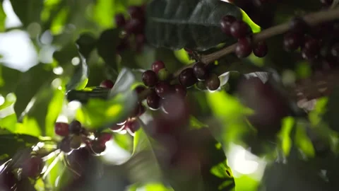 Berries that will be used to make coffee 動画素材 131523751