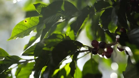 Berries that will be used to make coffee 動画素材 131523809
