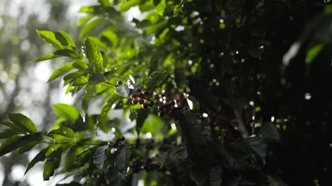 Berries that will be used to make coffee 動画素材 131523881
