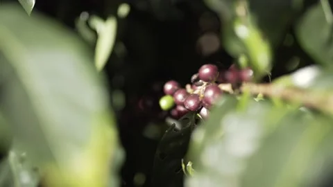 Berries that will be used to make coffee Stock Footage 131523918