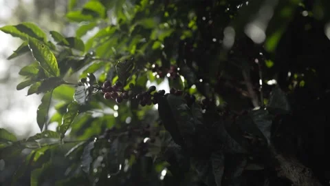 Berries that will be used to make coffee Stock-Footage 131523978