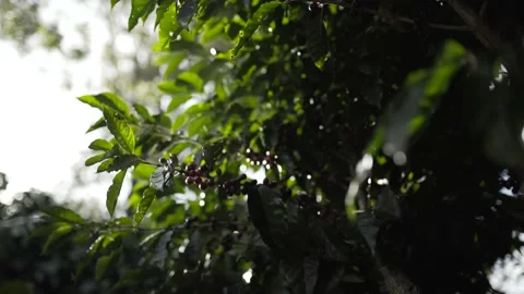 Berries that will be used to make coffee Stock Footage 131524120