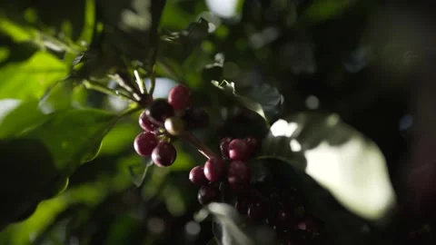 Berries that will be used to make coffee Stock Footage 131524404