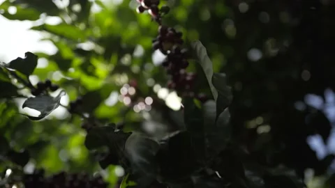 Berries that will be used to make coffee Stock Footage 131524452