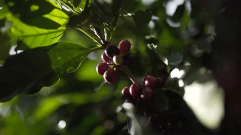 Berries that will be used to make coffee Stock Footage 131524462
