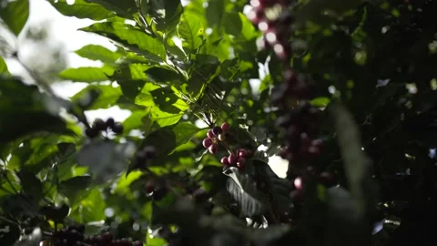 Berries that will be used to make coffee (Costa Rica) Stock Footage 131524526