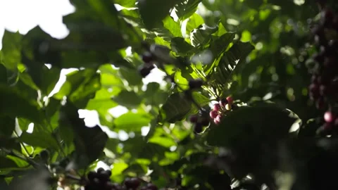 Berries that will be used to make coffee 動画素材 131524558