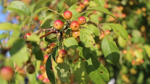 Berries in the Wind Stock Footage 101311084