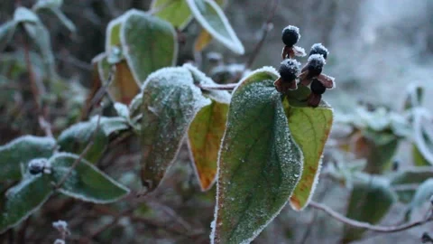 Berries in winter Stock Footage 225690954