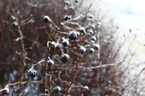 Berries in the winter Stock Photos