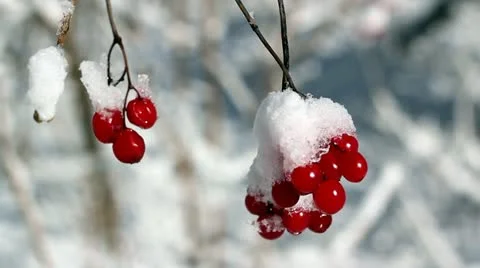 Berries in winter. sun snow. Stock Footage 21834091