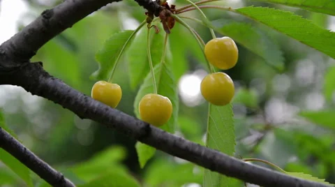Berries yellow cherries 動画素材 51723695