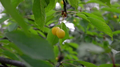 Berries yellow cherries 動画素材 51723788