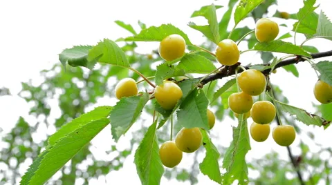 Berries yellow cherries 動画素材 51726258