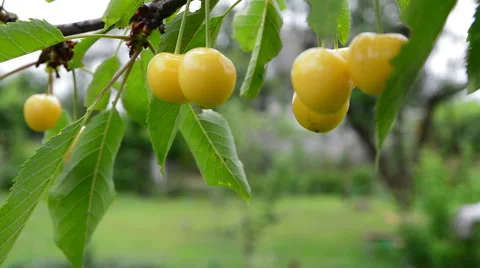 Berries yellow cherries 動画素材 51726297