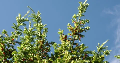 Berries on a Yew tree in Settle, Ribblesdale, Yorkshire Dales, UK. Vídeos de archivo 239534422