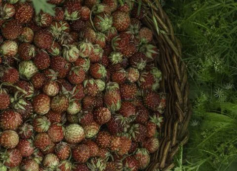 Berris in field Stock Photos