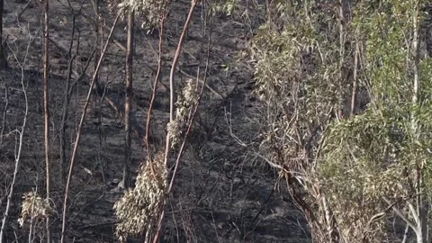 Berrocal landscape devastated by Niebla wildfire, Huelva, ES - 17 Aug 2026 動画素材 342508700