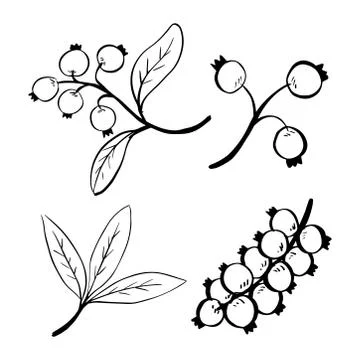 Berry and leaf for christmas elements - hand drawn vector illustration Stock Illustration