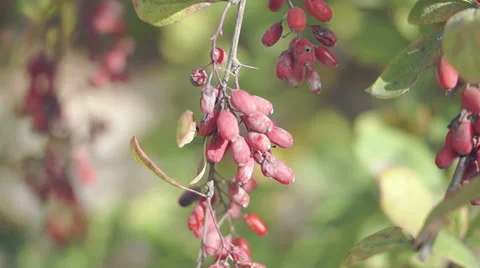 Berry barberry, red fruit (2) Video stock 42127782