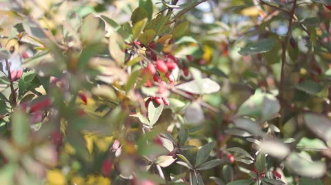 Berry barberry, red fruit (3) Видео 42127804