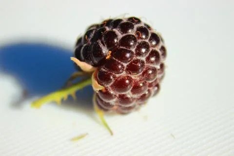 Berry black raspberry with a stack. Stock Photos