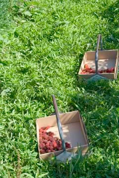 Berry box Stock Photos