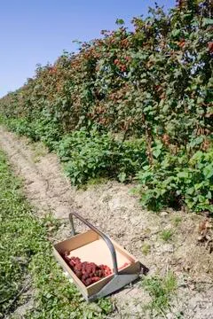 Berry box 写真素材