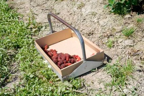 Berry box Stock Photos