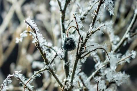 Berry on a branch. Stock Photos
