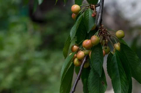 Berry, branches, cherry on a branch, ripe cherries, a tree, tear cherries, harve Stock Photos