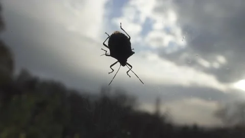 Berry bug crawls on the window Stock Footage 208850307