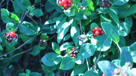 Berry Bush 库存影片 29163261