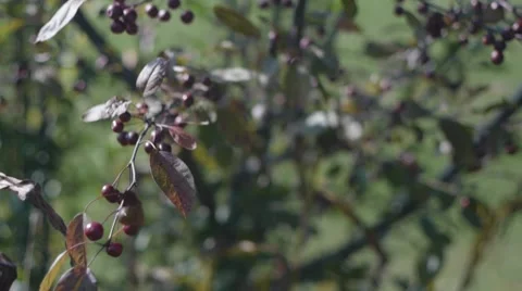Berry Bush Stock Footage 41796252