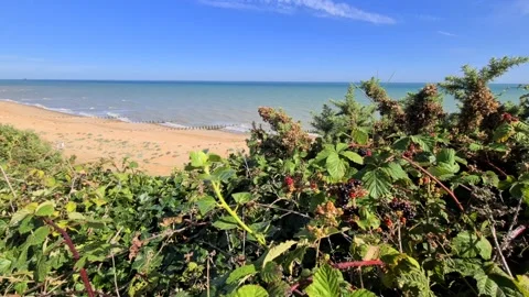 Berry bush overlooking a beach Stock Footage 144322382