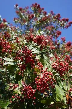Berry Bush Stock Photos
