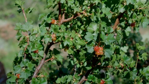 Berry Bush Sways in the Wind Stock Footage 251334813
