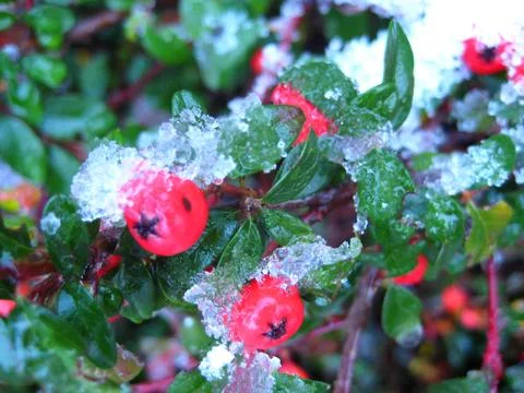 Berry bush in winter Stock Photos