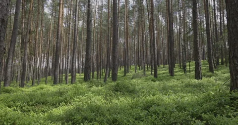 Berry bushes in a pine forest, 4K, camera movement Stock Footage 244322220