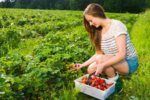 Berry checking Stock Photos