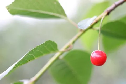 Berry cherry on a branch Stock Photos